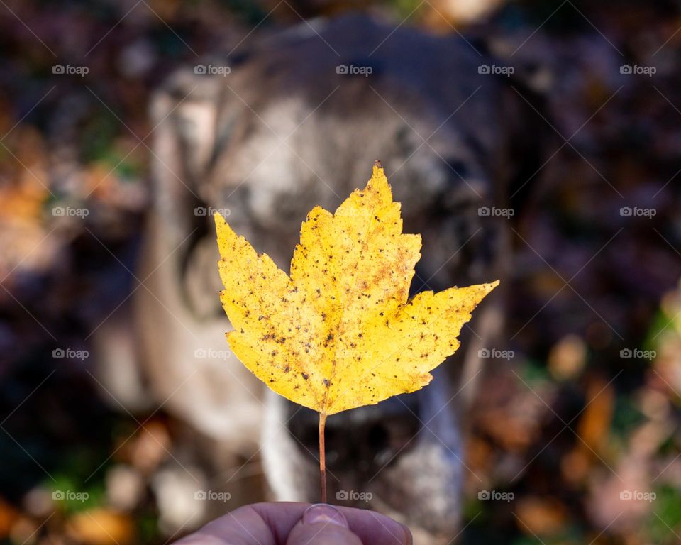 A yellow leaf 