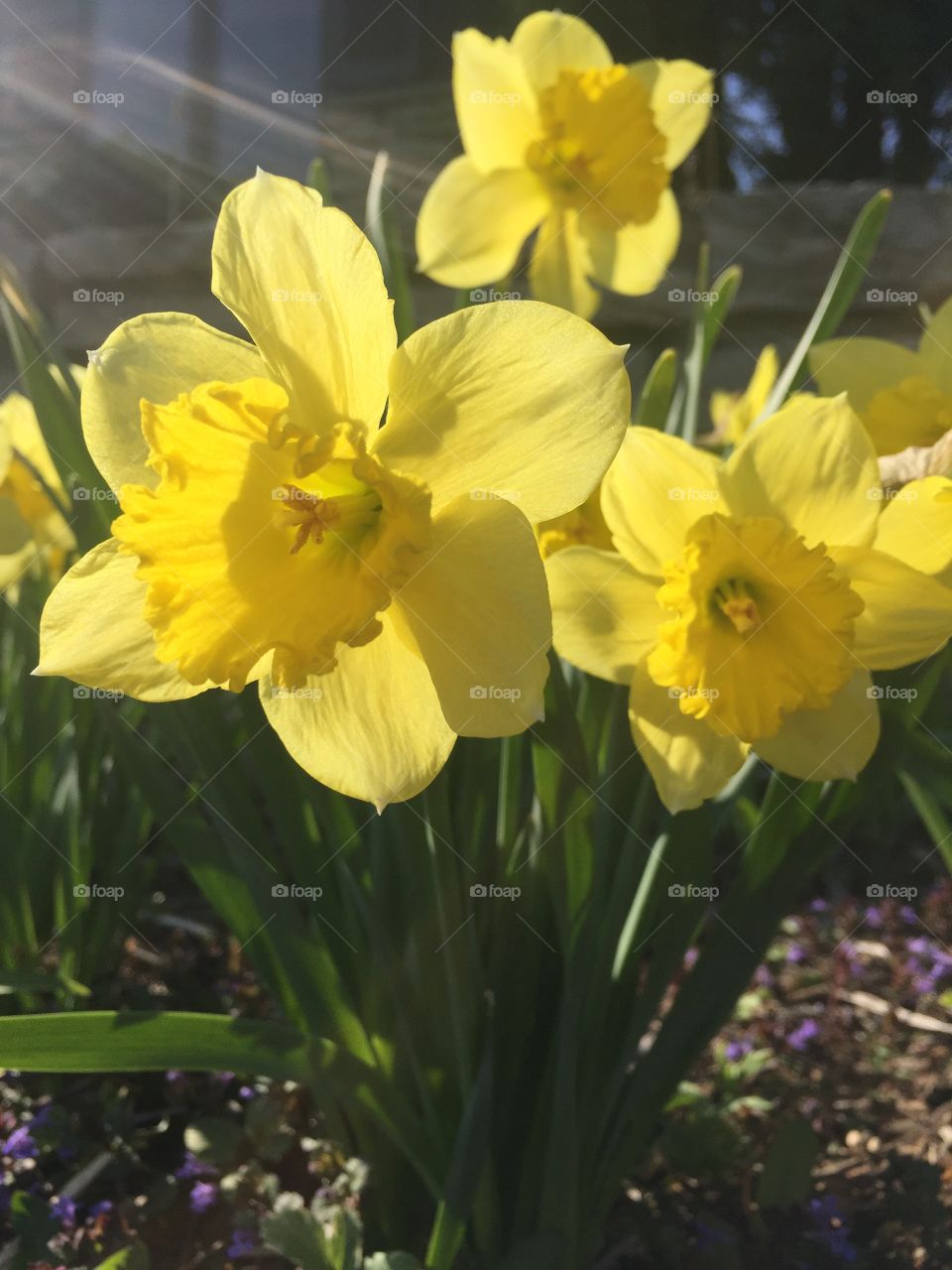 Spring daffodils 