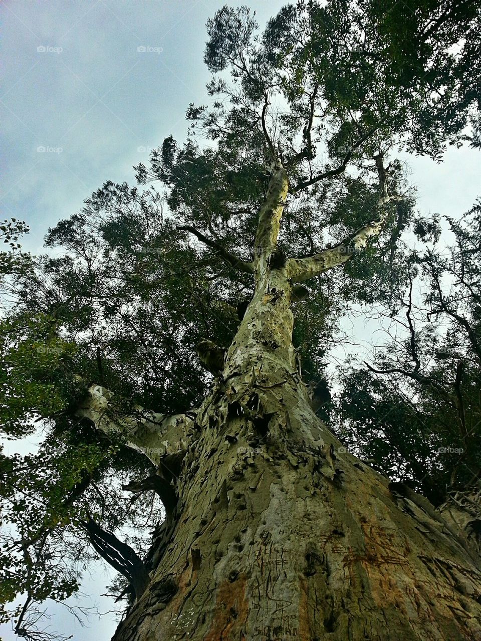 Lovers' tree