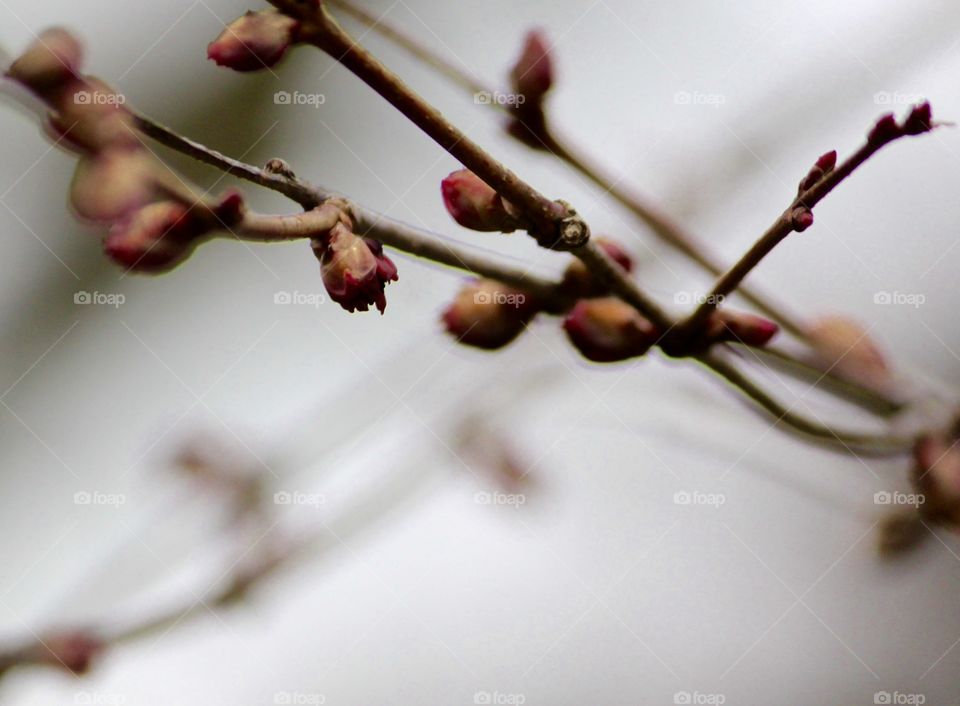 Upon the backdrop of winter