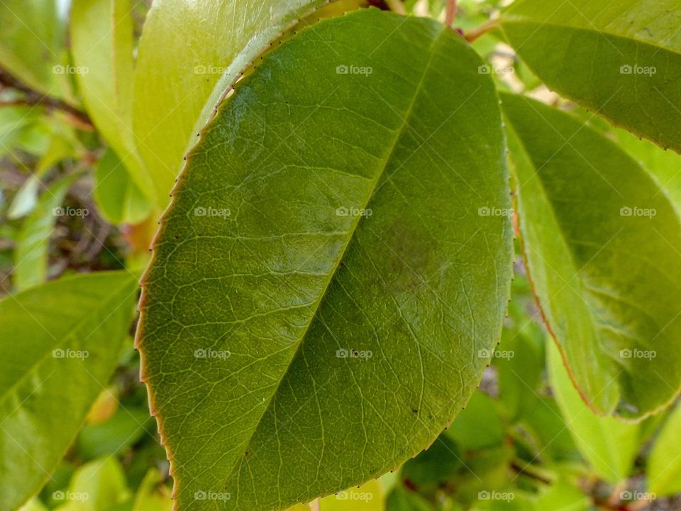 A bright green leaf