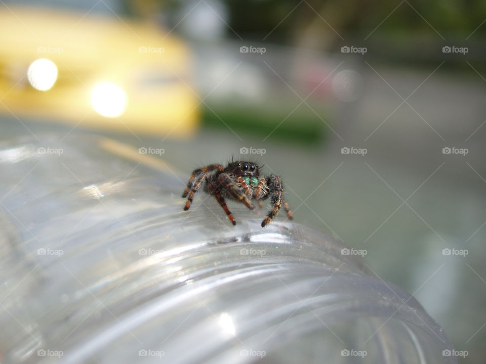 Jumping spider on jar macro