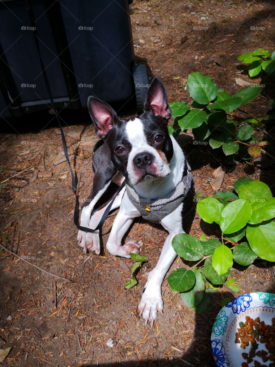 bozo the Boston Terrier enjoying the sun while camping and exploring