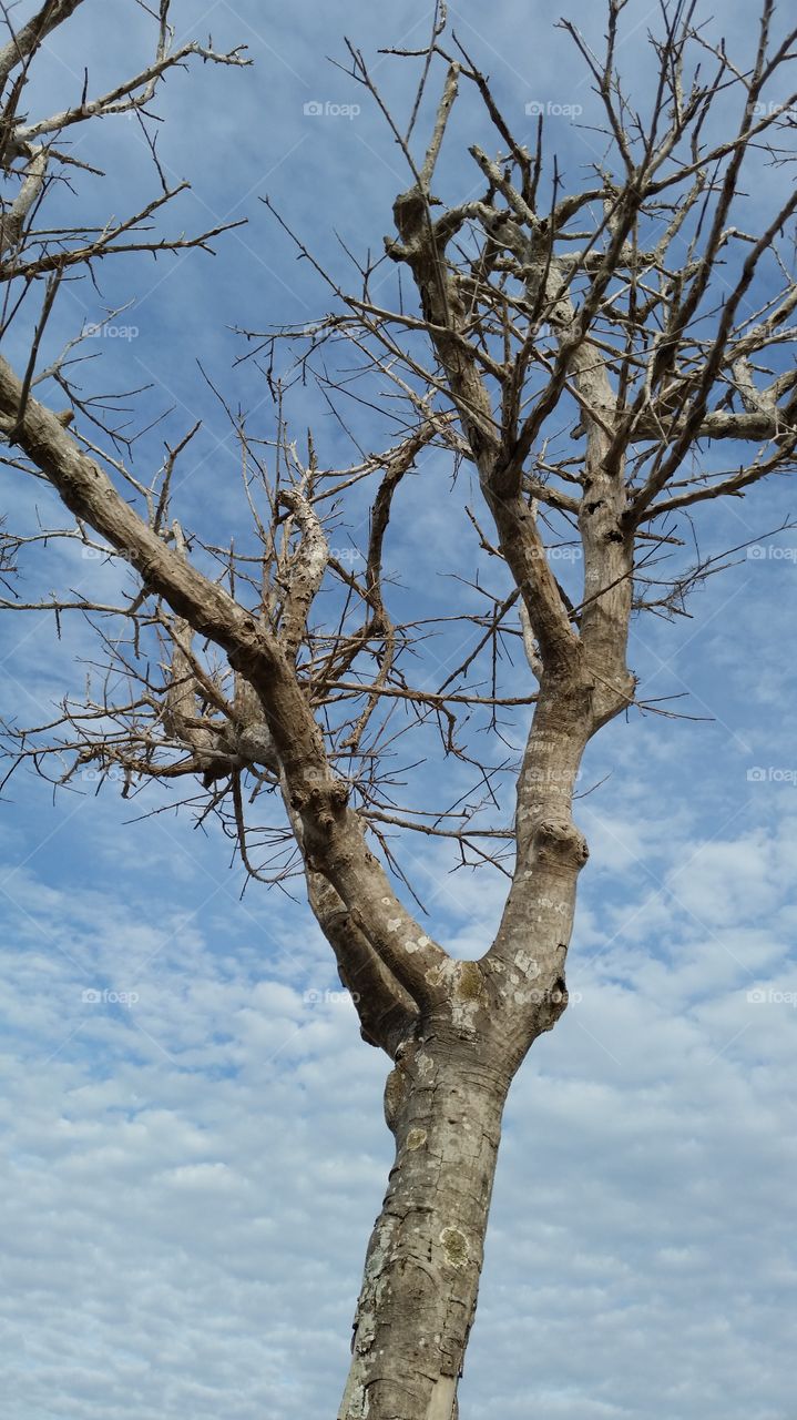 dry tree, clear blue sky, clear clouds