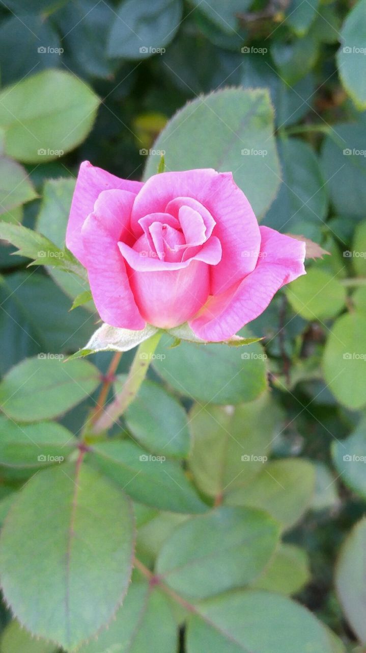 Beautiful macro shots