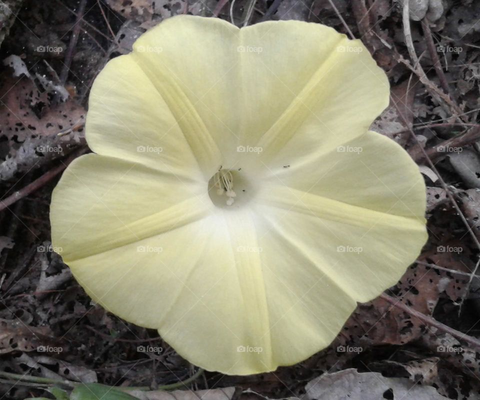 Light yellow colour beautiful flower in garden