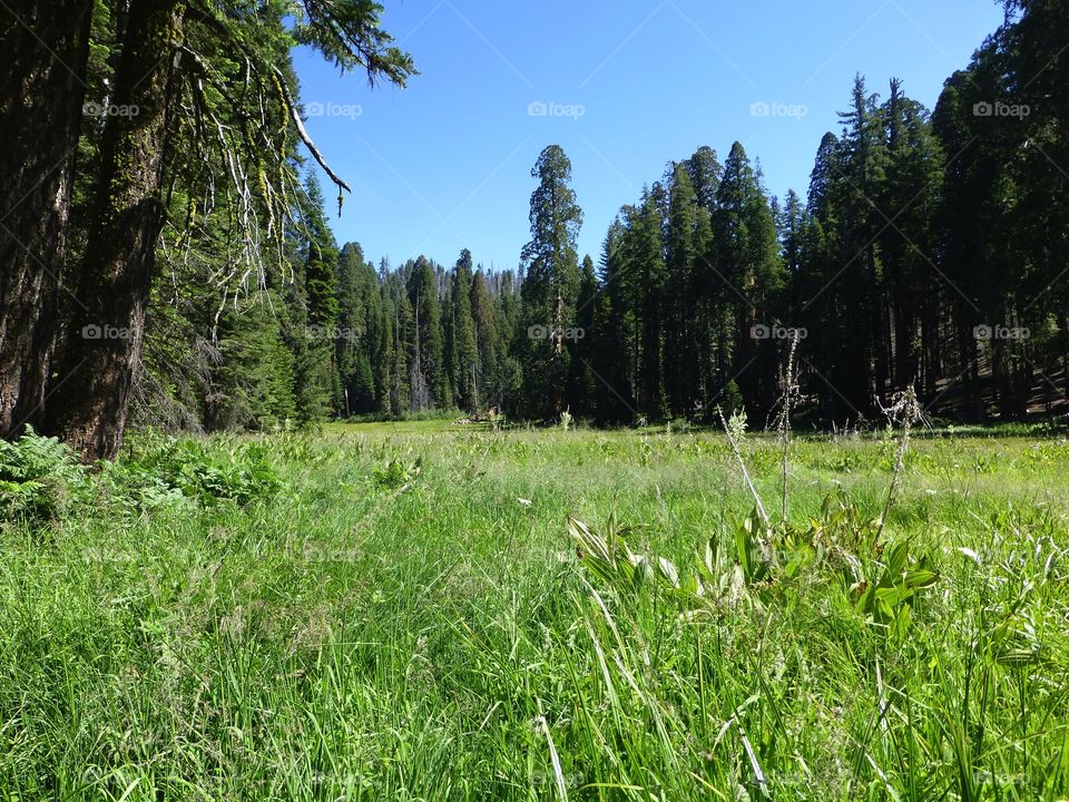 High meadow in mountains
