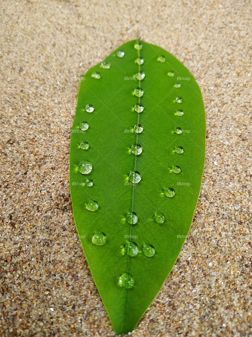 Drops of water on a green leaf on a sand background