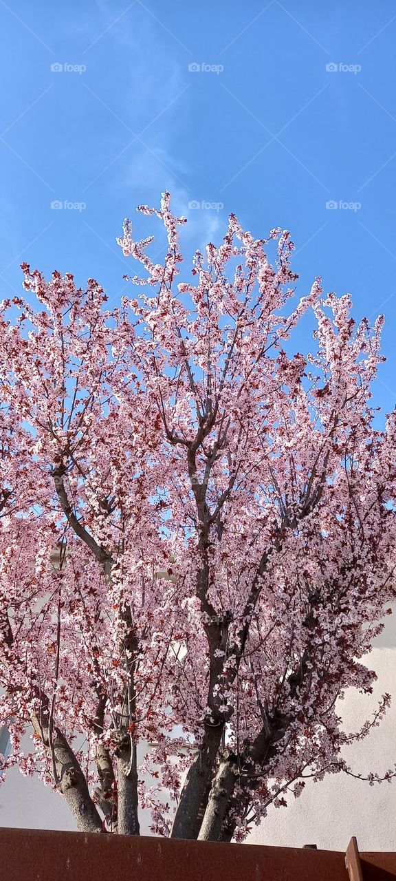 Arbre fleuri