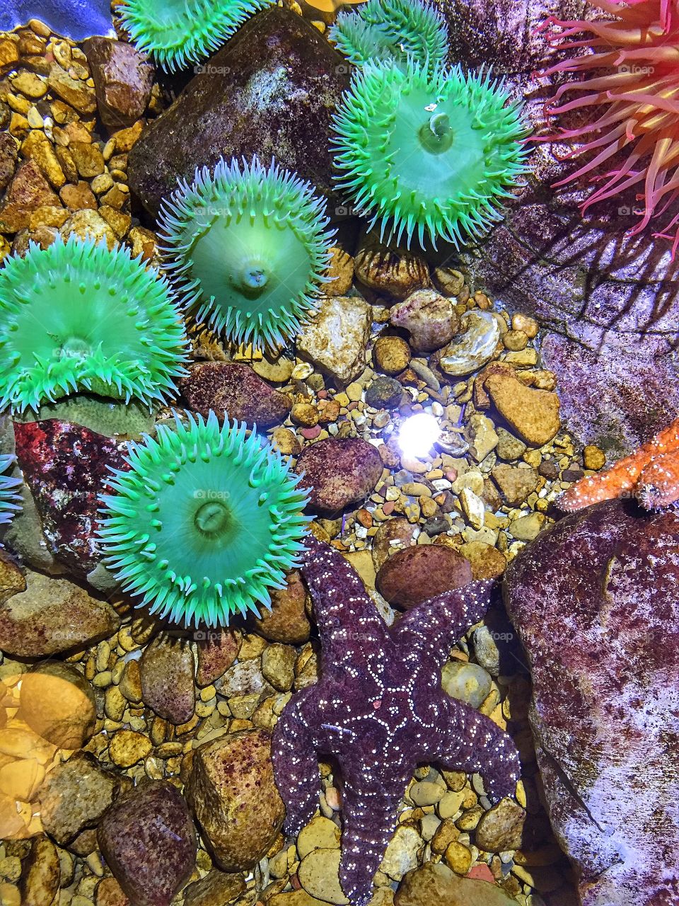 View of starfish underwater
