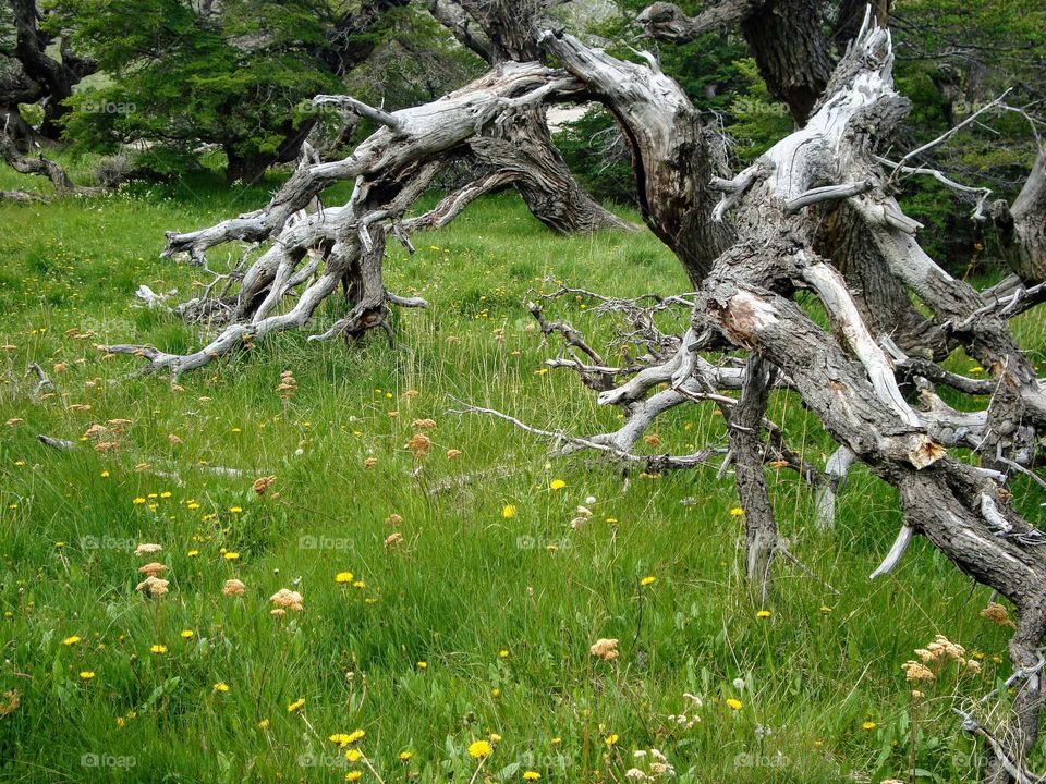 Spring field in Argentinean Patagonia