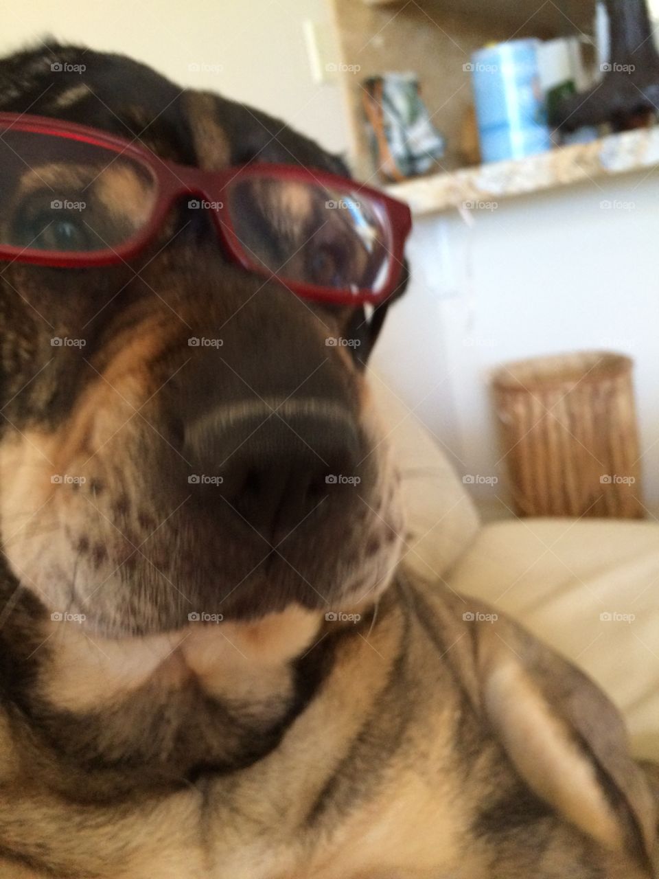 Dog with glasses
