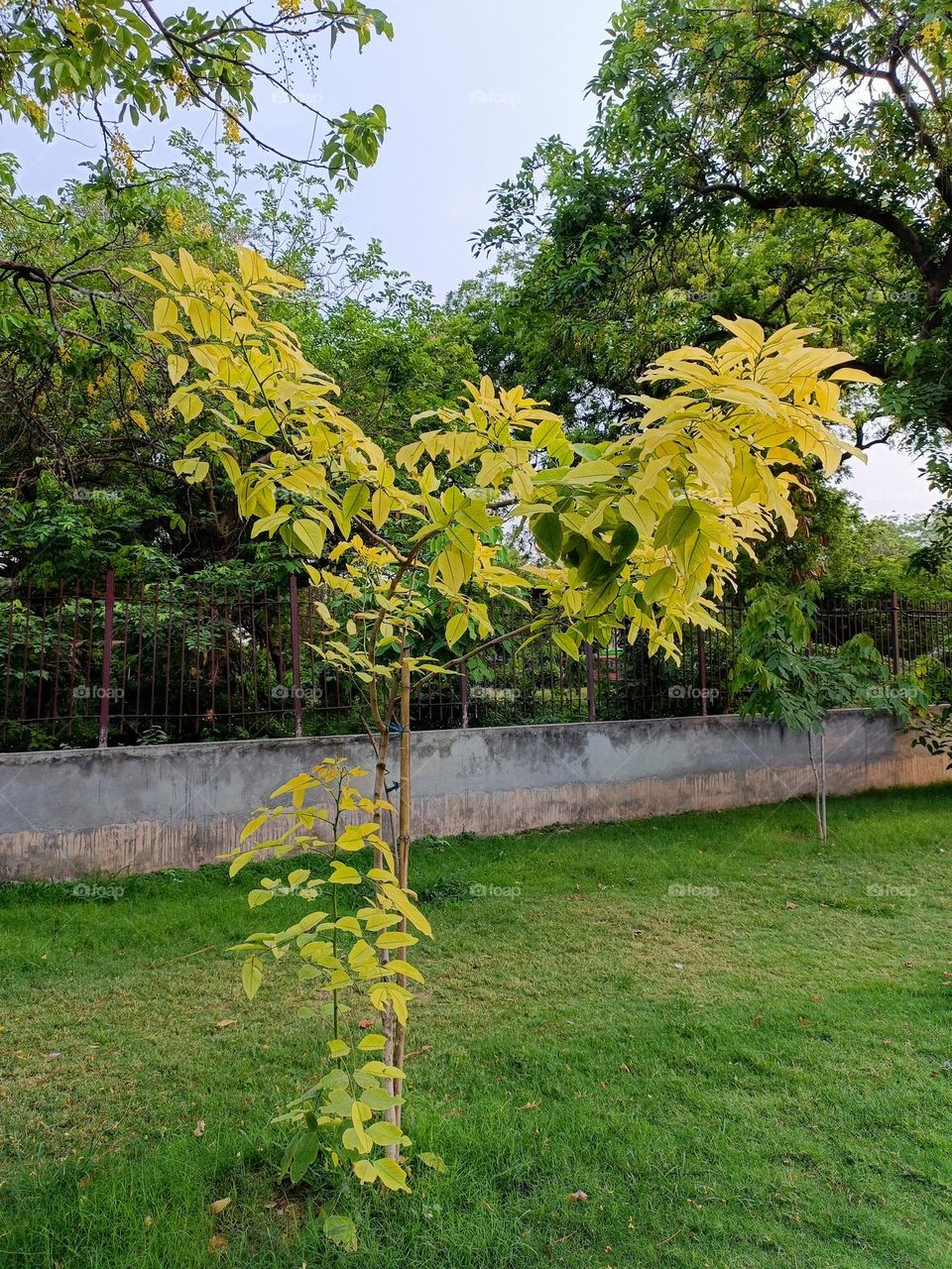 Yellow leaves of tree