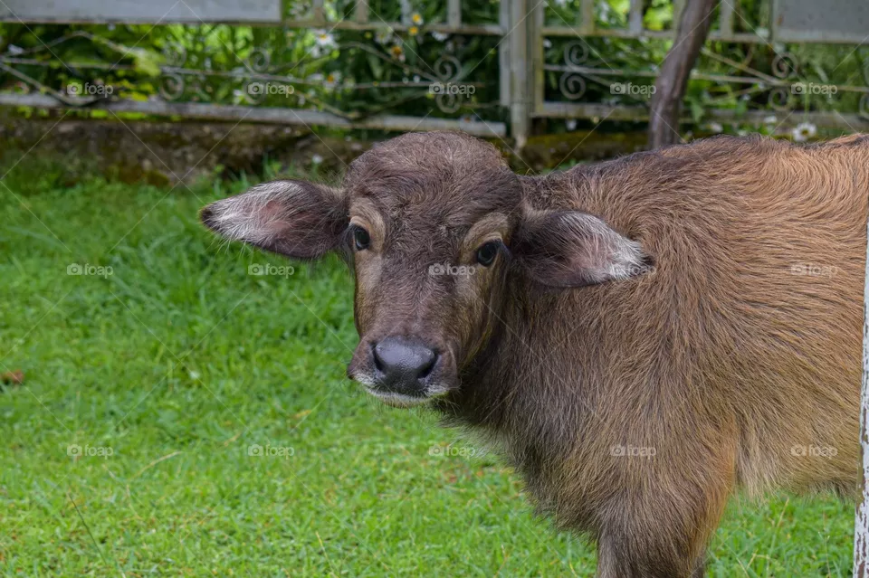 Buffalo