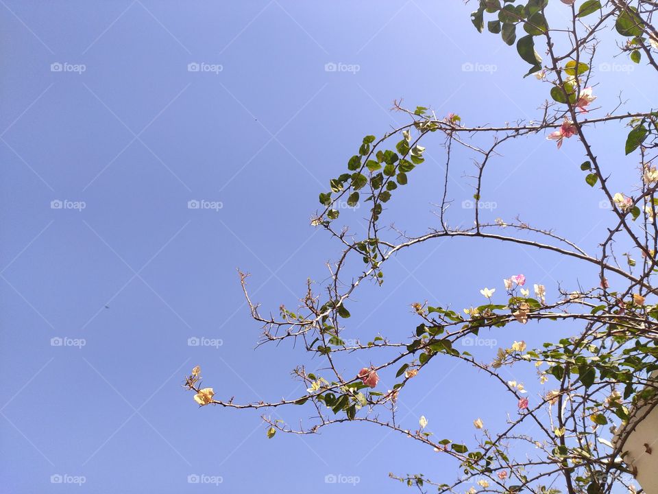 Bougainvillea enjoying warmth of winter sunshine