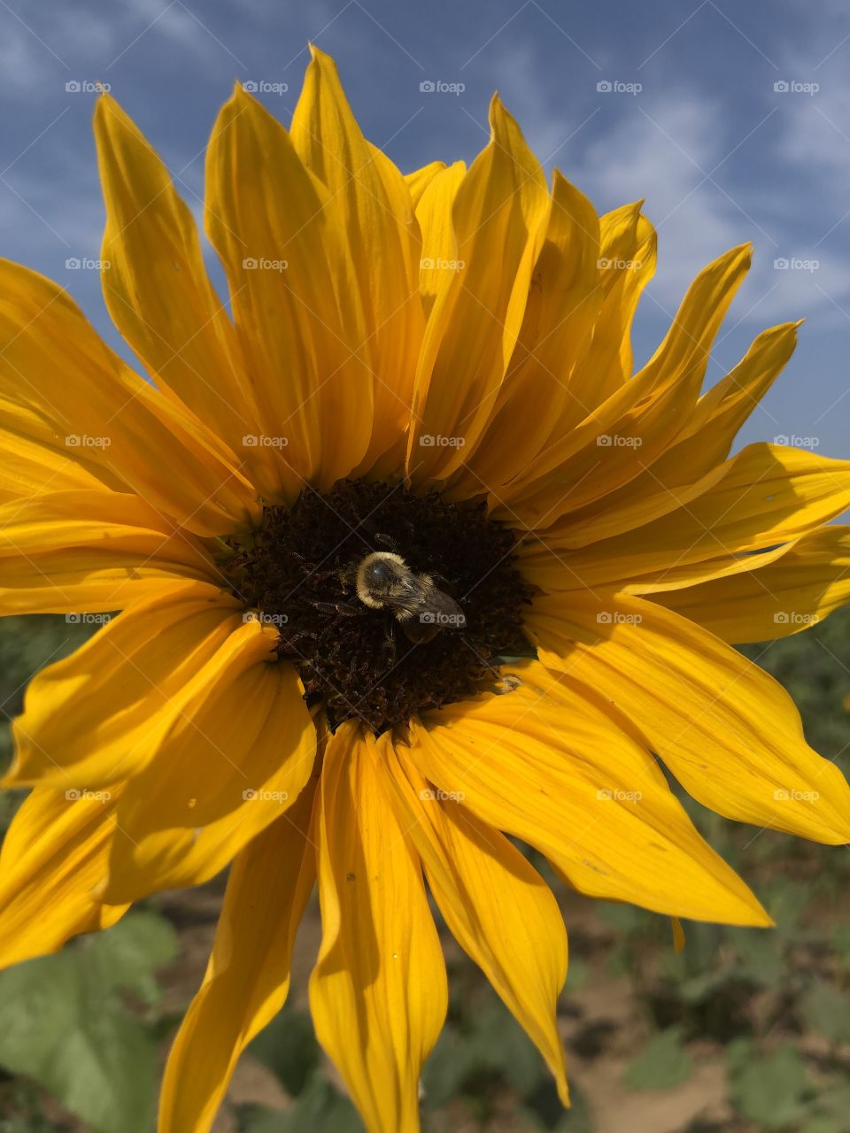 Sunflower bloom and a bumble bee 