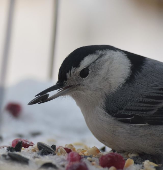 White-breasted nuthatch with seed 2023