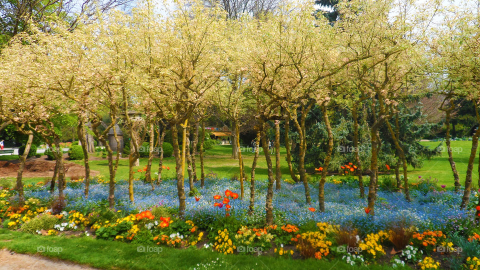 Landscape, Flower, Nature, Tree, Season