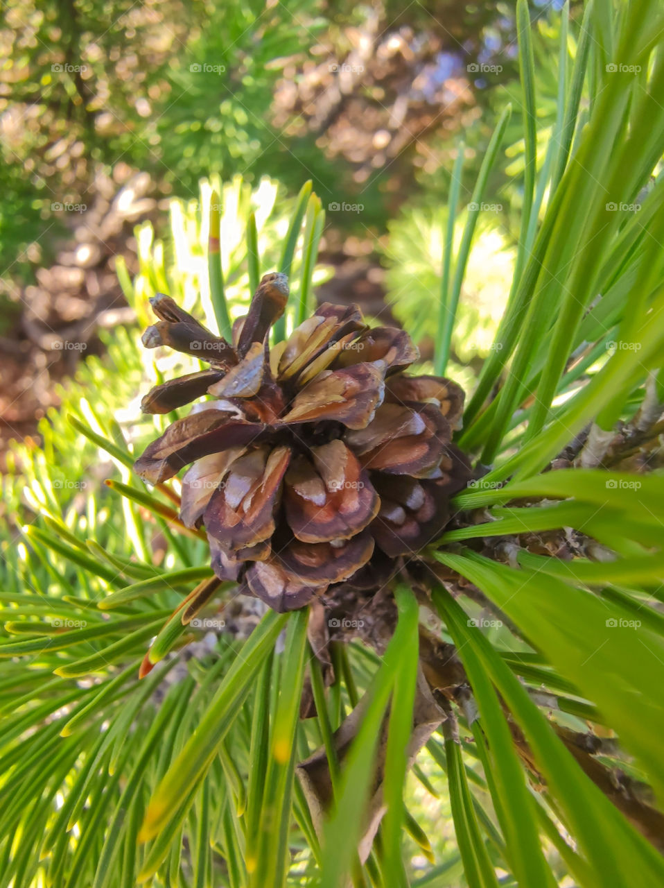 Green coniferous cedar ripe pine cones on tree branch forest sunlight