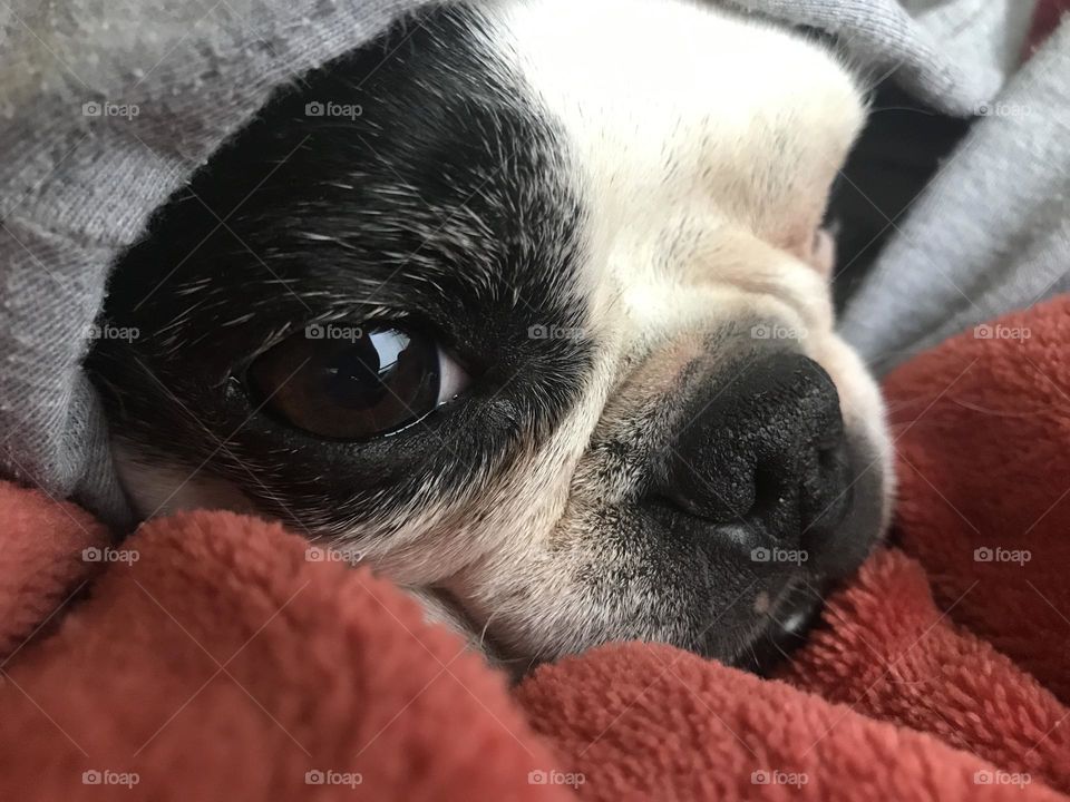 Sweet natured little Boston Terrier snuggled up the way she loves best, swaddled in a soft, fuzzy blanket on her favourite human’s lap. Yes, mine of course!