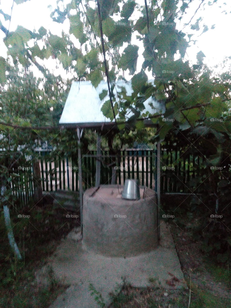 No Person, Tree, Wood, Garden, Outdoors