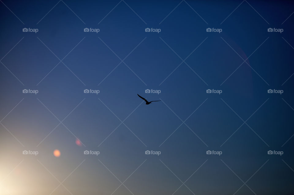 Just the silhouette of a bird amidst a dark and bright blue sky with a small sun flare. 