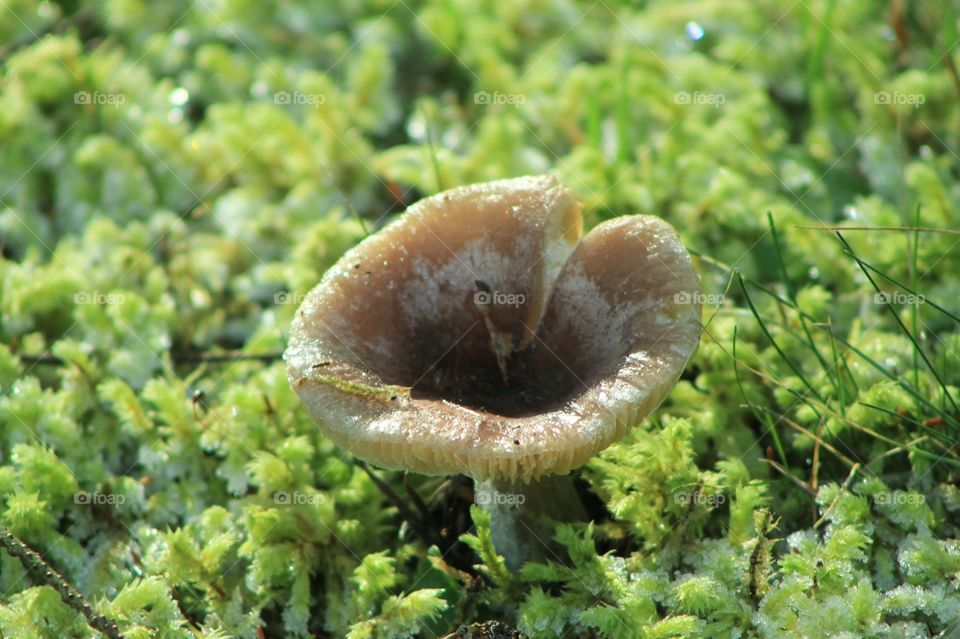 The sunshine in this field is melting the morning frost on this brown mushroom and green ground cover in this forest field. 