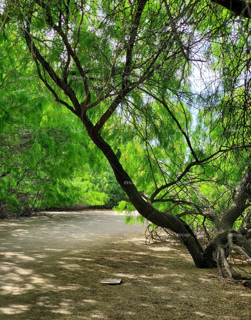 Beautiful Tree on a Winding Path