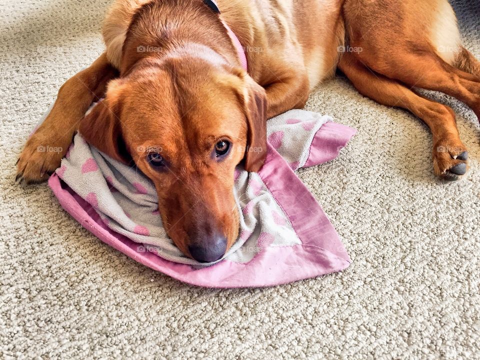 Puppy lying on carpet