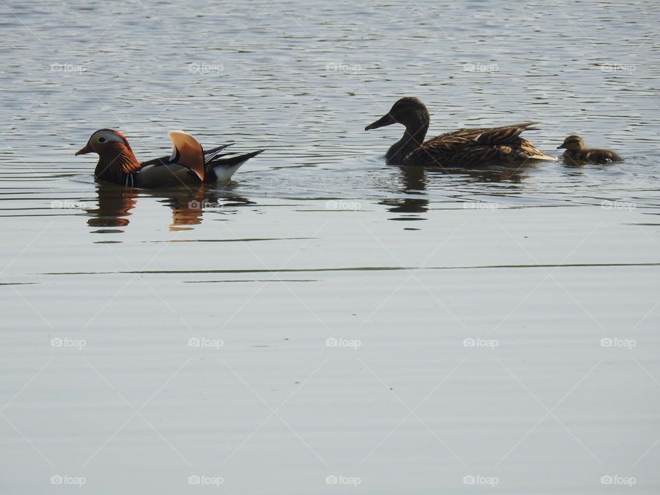 A pair of ducks with a duckling 