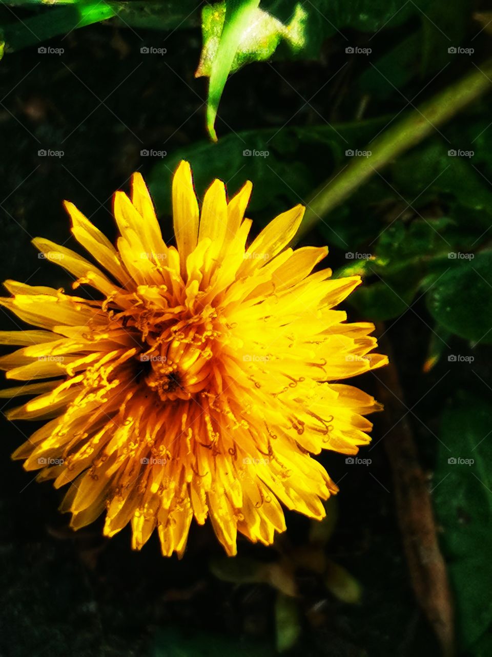 Forest day outdoor nature greens wild forest greens sky clouds moody