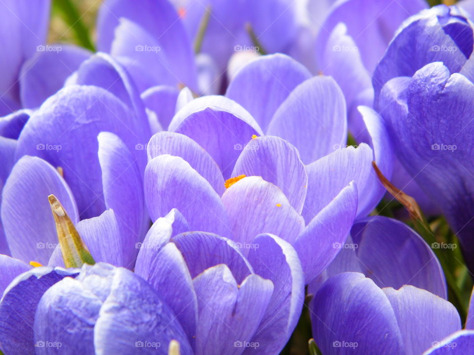 beautiful spring flowers and beautiful color