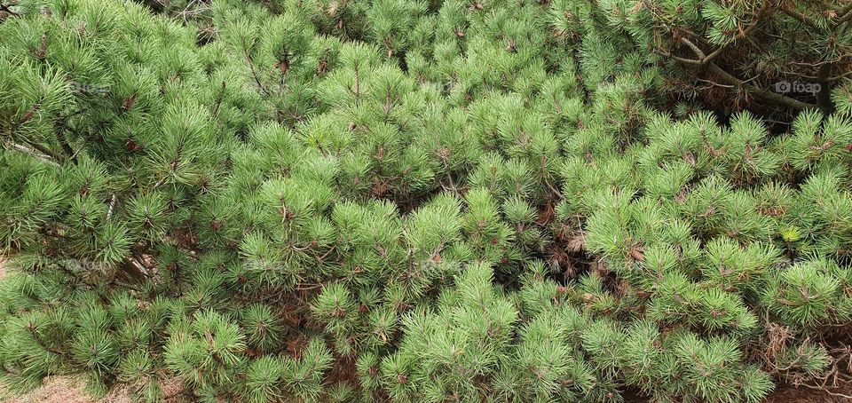 Christmas tree needles pattern