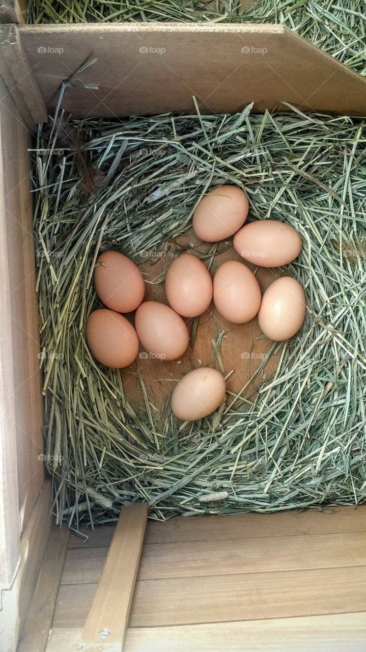 Fresh Eggs
