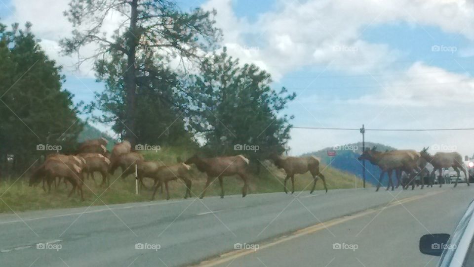 Elk Crossing