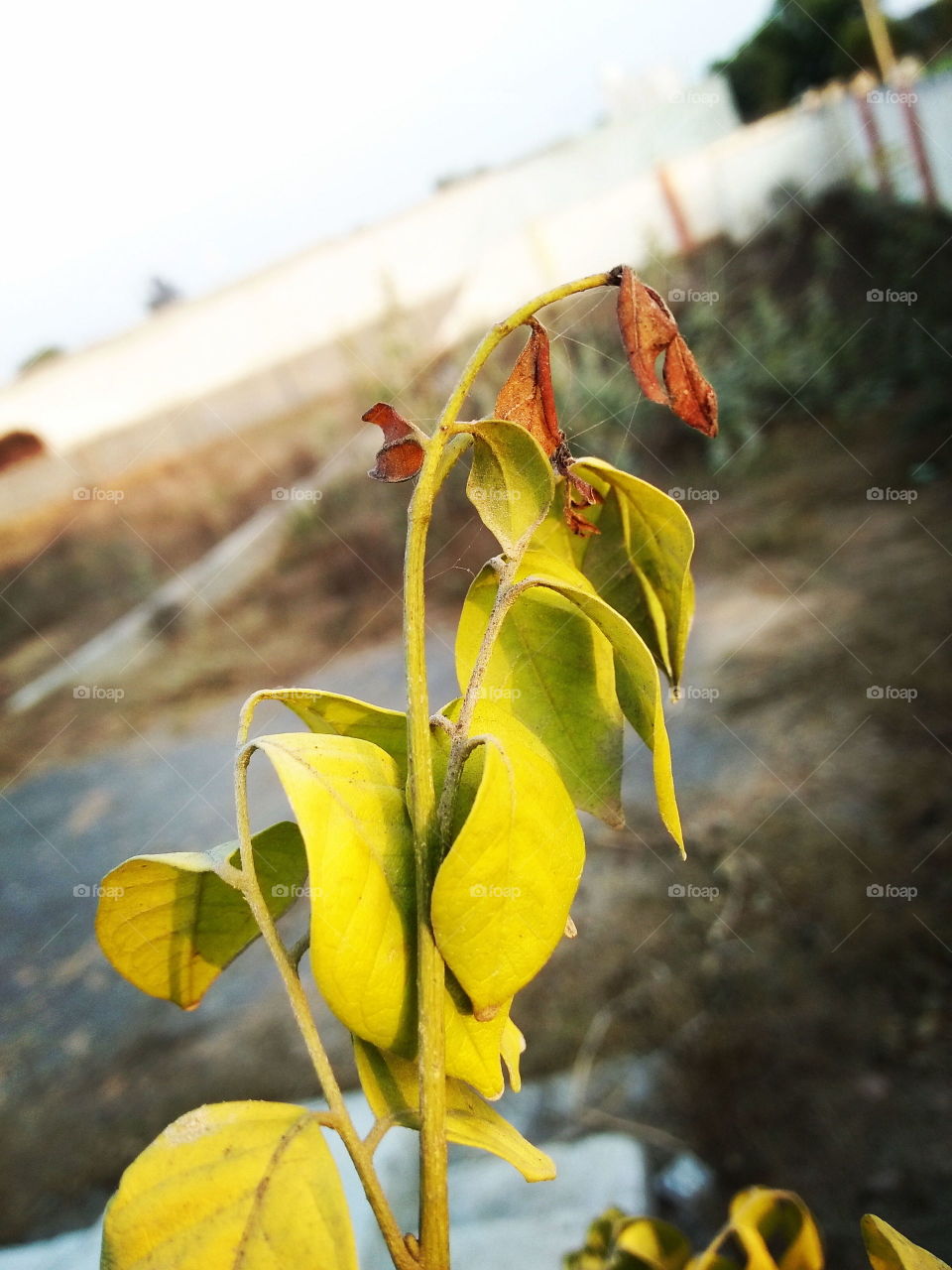 Nature plant