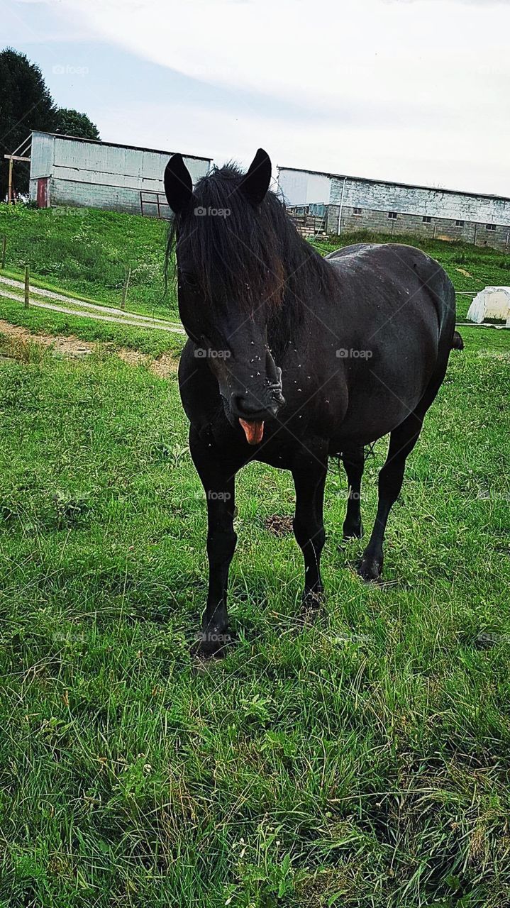 Uckk, they don’t call them horse flies for nothing. Yuck!