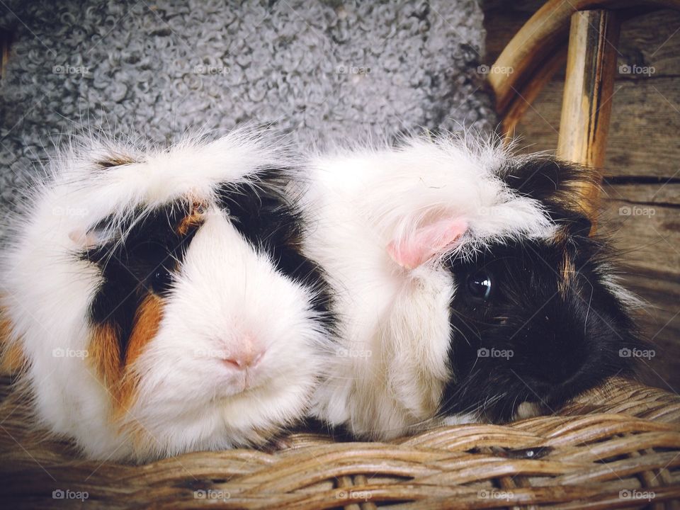 Two cute guinea pigs