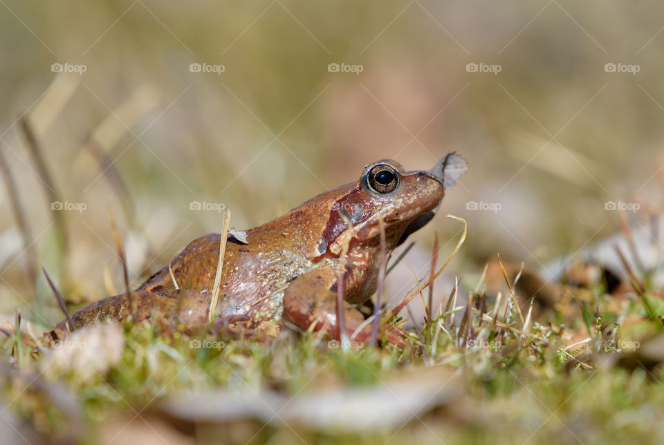 Close-up of a brown frog in a grass lawn with pine needles and a dry leaf on sunny spring afternoon in Southern Finland.