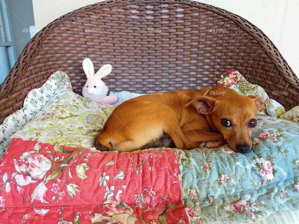 The dog with your buddy