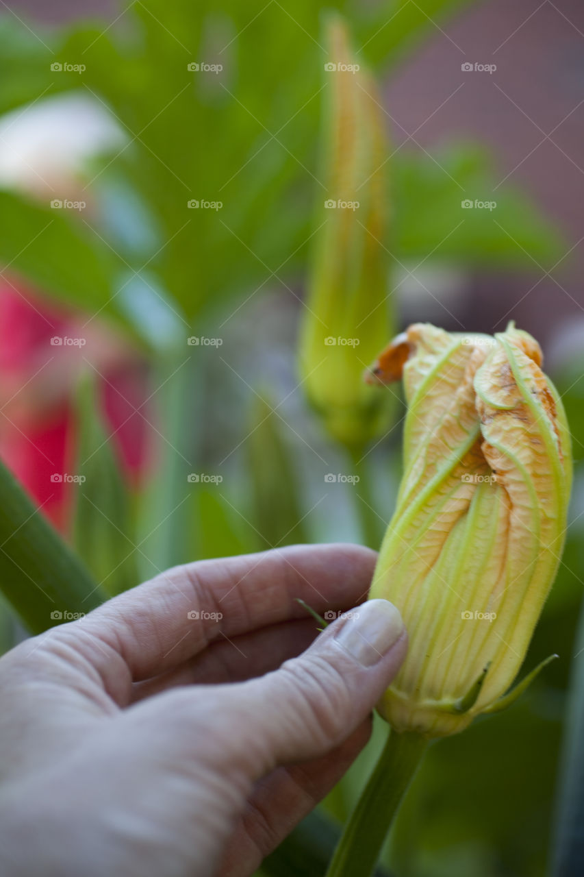 Nature, No Person, Leaf, Flora, Growth