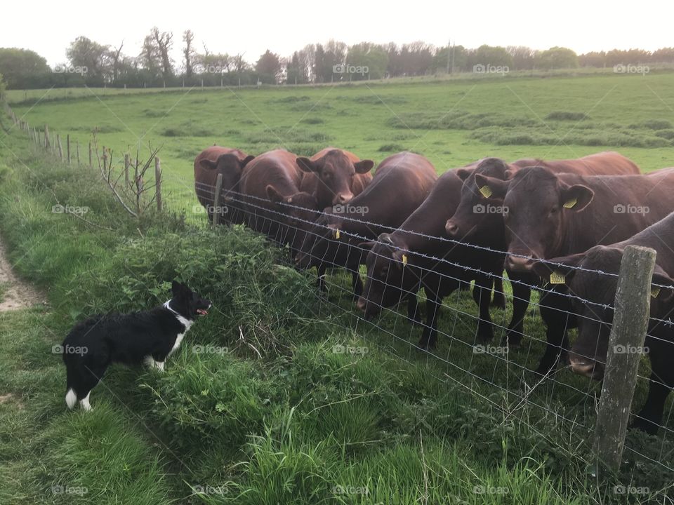 Collie and cattle 