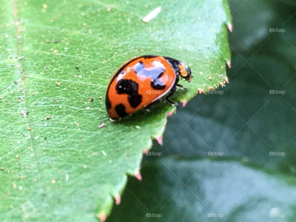 Ladybug, lady bug lady bird closeup resting on a large green leaf