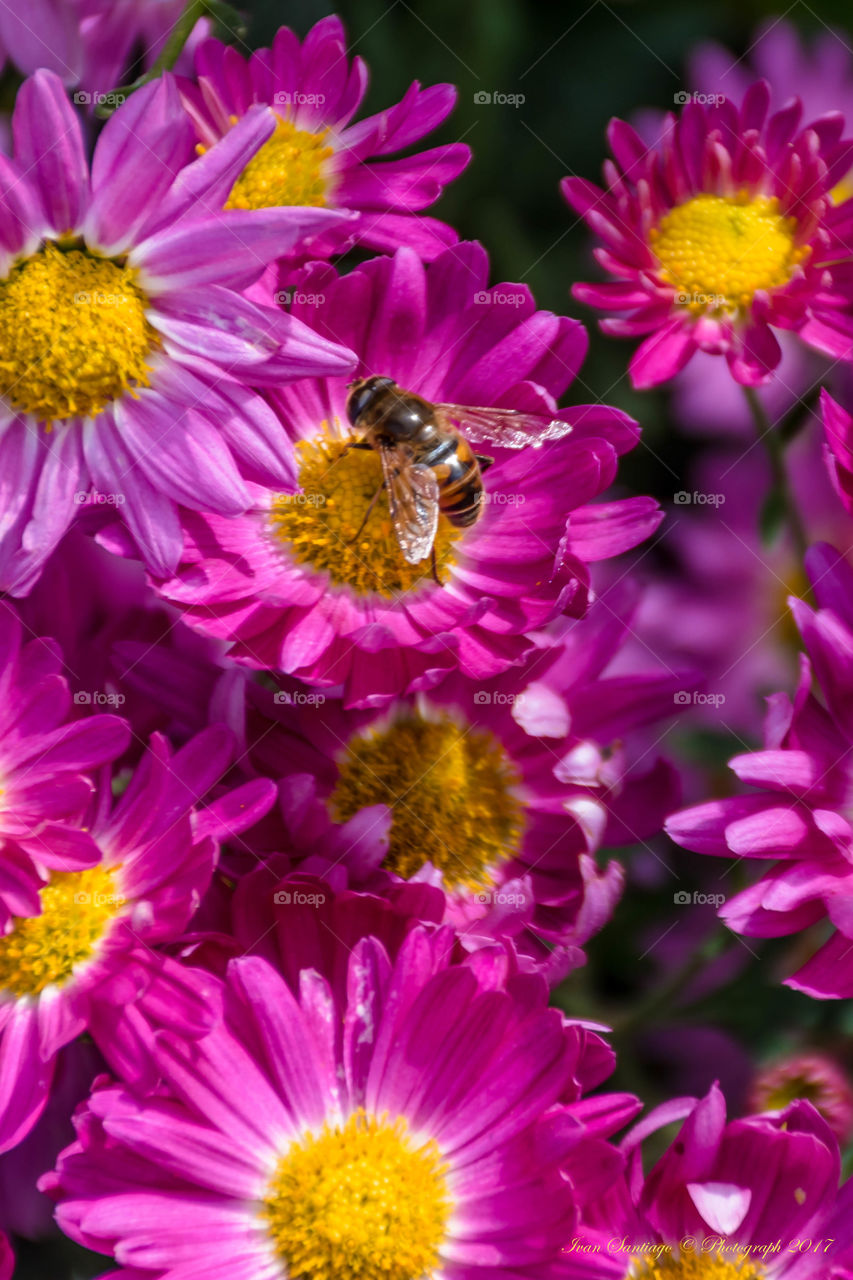 Bee and Flowers