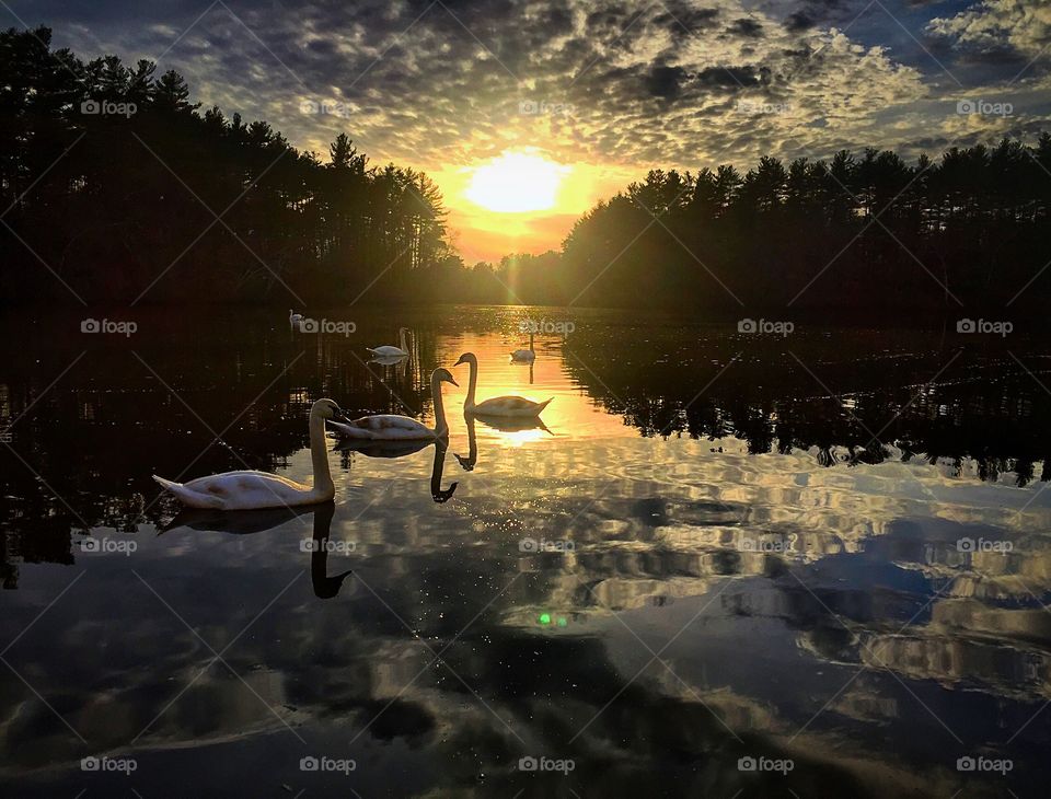 Swans at sunset