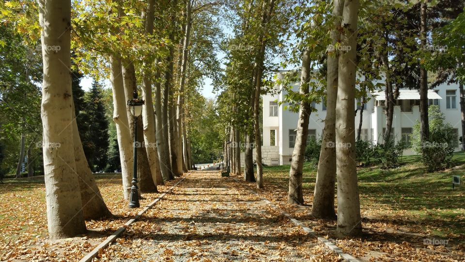 Yellow Autumn in Garden. fall in garden of Sadabad palace, Tehran,Iran