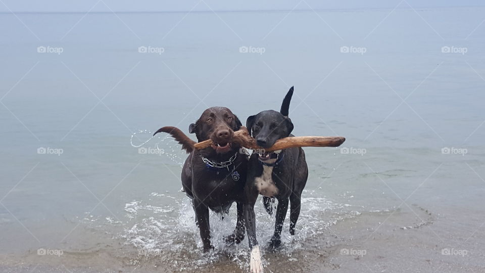 team work chocolate lab and hound retrieving stick together from the lake