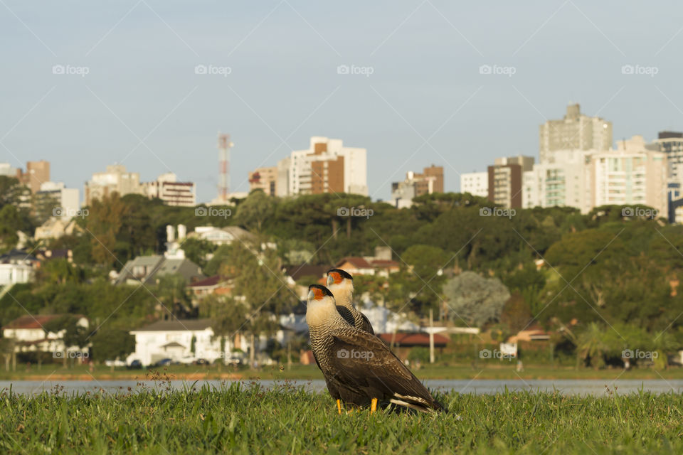 Caracara ( Polyborus plancus ) in Barigui Park, Curitiba Parana Brazil.