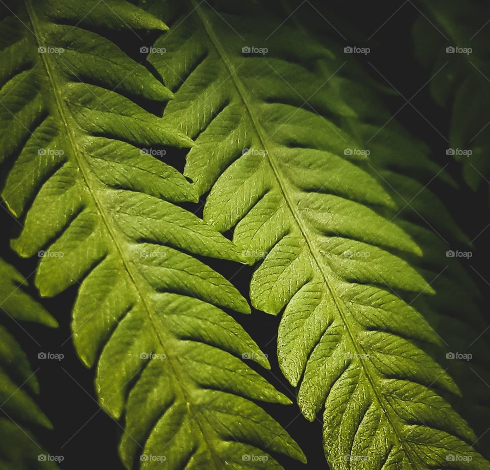 Up close look at the delicate leaves of a fern.