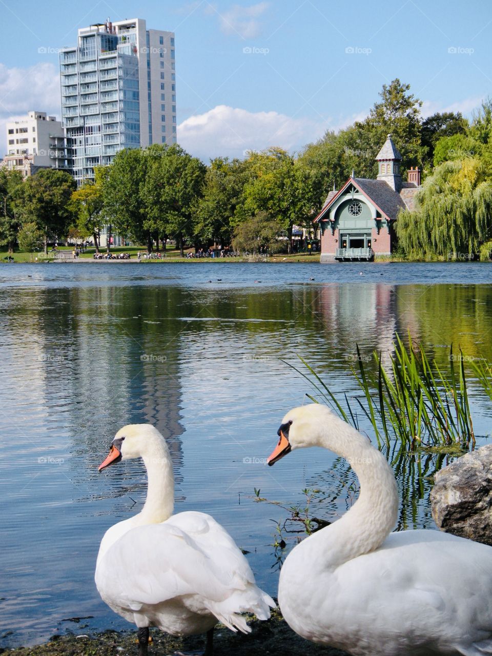 Swan Lake.  This pair of swans sits peacefully on the shores of the Harlem Meer. 